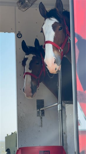 Tomorrow is the first day of public viewing of the Clydesdales at the USS Alabama Battleship Memorial Park. Come see these iconic horses up close while they’re in Mobile. Parking is $5 per car and $30 for vehicles with three or more axles. We hope to see you there! | USS ALABAMA Battleship Memorial Park