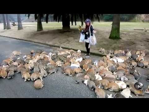 It's Always Bunny Rush Hour on This Japanese Island