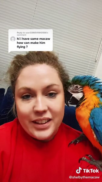 Shelby The Macaw on TikTok