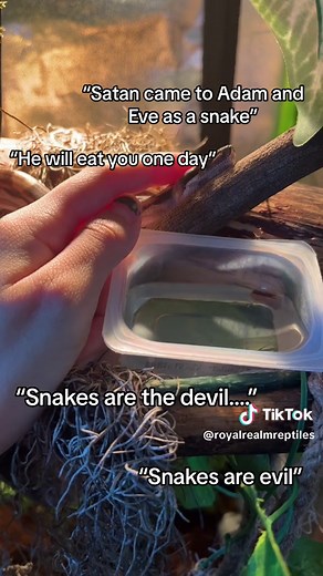 How can a creature that god created himself be the devil? 😒 he appeared in the form of a snake, he was not a snake!! #reptiles #boaconstrictor #motleyboaconstrictor #ballpython #mexicanblackkingsnake #growtentsforreptiles #spiderballpython #boa #bananaballpython #bloodboaconstrictor #boaimperator #reptilesoftiktok #reptilekeeper #bananaballpythons #normalballpython #fyp #foryoupage #foryourpage