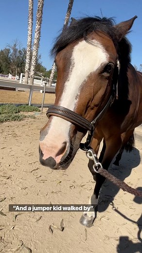 3.1K views · 188 reactions | Piper is a cute pony, see! #horsesandhumor #horse #pony #piperthepony | Evan’s Horses & Humor | Facebook