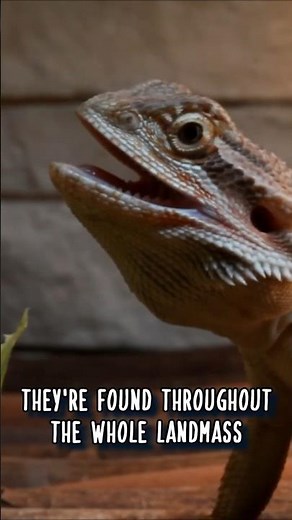 WHERE do Bearded Dragons Live? 🌏 Animal Fact Files #facts #animals #wildlife