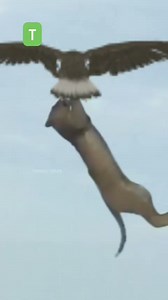 Un aigle 🦅 volant avec un lion 🦁 liké 👍 et Abonnez_vous pour encourager 🤔 | Ir Celestin CN