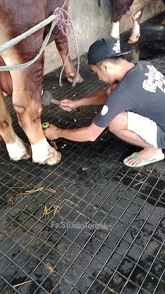 Proses potong kuku/tracak sapi paman 😁😁#sapisuper #sapiindonesia #sapiviral #sapijumbo