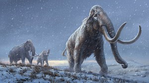 World's Oldest DNA Recovered From Million-Year-Old Siberian Mammoth Teeth