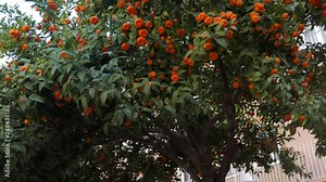 Fresh Oranges Growing On A Tree in Valencia, Spain