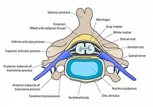Définition | Nucleus pulposus : qu'est-ce que c'est ? | Futura santé