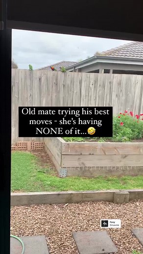 Old Mate's Hilarious Attempt with Rainbow Lorikeets in Australia