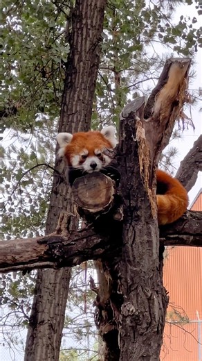 6.4K views · 152 reactions | Nothing beats crisp Montana mornings saying hello to 100 animals and strolling through beautiful botanical gardens. 殮☀️ Did you know ZooMontana is the only true zoological & botanical park within 500 miles of Billings?!  Perfect for families, couples, or anyone who loves connecting with wildlife and nature  #VisitBillings #ZooMontana #MontanaLife | Visit Billings | Facebook