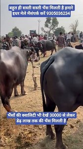 बहुत ही सस्ती सस्ती भैंस मिलती है