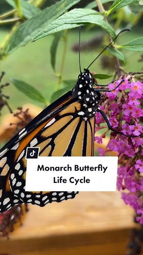 Monarch Butterfly Life Cycle Explained in Detail