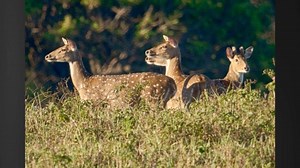 Applications for 2024 Lanaʻi axis deer hunting season open soon | Big Island Now