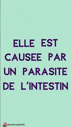 La coccidiose : maladie des poussins et poules