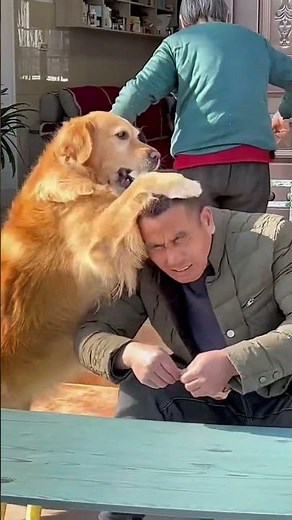 In the eyes of Doudou the golden retriever, no one is allowed to bully Grandma❤️ #聪明旺豆豆 #金毛豆豆 #金毛
