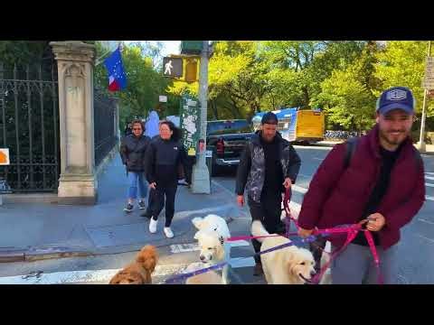 Fifth Avenue NYC 4K Walk in Spectacular Stroll in Manhattan's Heart