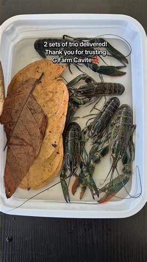 BREEDING GOALS! 🦞🔥 2 Sets of Trio Crayfish for our Buyer! Ganito ang Quality! 💎📈 #Shorts #crayfish