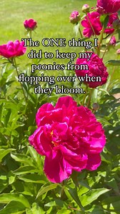 13K views · 528 reactions | Are you tired of your peony flowers...