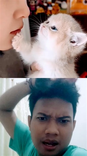 cat cute ele' #shortvideo #cat #cats #funny #shortvideo #catcute #cute #reaction #collab #ele #viral