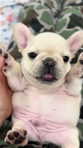 Why are you so cute pibble? What kind of pibble is this? Do the pibble #Shorts #fashion #dailyvlog