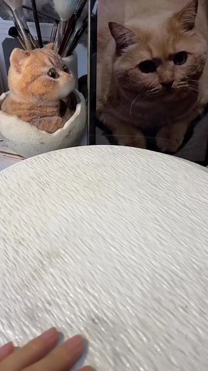 1.8K views | Squishy little kitten.#squishy #cat #diy #handmade #kitty #cute #art #dog | Squishy Wang DIY Shop | Facebook