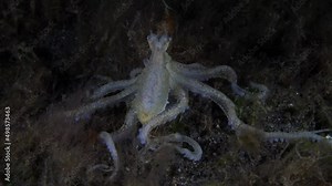Longarm Octopus hunting in the night. Underwater world of Tulamben, Bali, Indonesia.