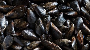 3.5K views · 42 reactions | Eyre Peninsula Seafoods Executive Director Andrew Puglisi says plans for a desalination plant in “one the best areas in Australia to grow mussels” will be a “real issue” for the industry. Read the full story at www.skynews.com.au | Sky News Australia | Facebook