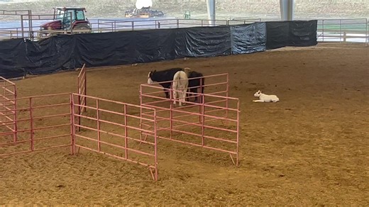 Roscoe (LR Rip/Tom Calloway’s Sage) 22 months old he is starting to turn into the machine I want him to be. Grandson of the super producer Pugh Stock Dogs “Skeet”. He is going to be a great dog for someone someday. Southern Stockdog Association trial. National Cattledog Association Southeastern regionals. | Rogers Ranch Gelbvieh and Stockdogs