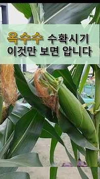 옥수수 수확 시기 이것만 보면 압니다 #옥수수 수확 시기 쉽게 알수 있는 방법입니다.