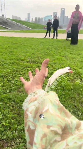 I Flew Further Than Yesterday! Proud of Me? 🥰 #SugarGlider #FlyingSquirrel #Progress