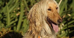 Qual é a raça de cachorro mais “burra”?