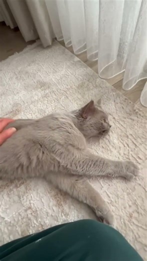 Relaxing Cat Purring While Being Petted ASMR 🐱