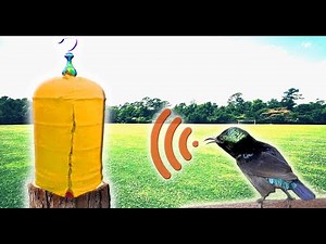 LONG DURATION HUMMINGBIRD CHIRP