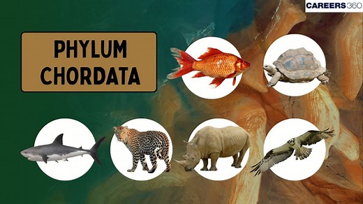 Phylum Chordata: Definition, Characteristics, Examples, Classification, Facts, Reproduction