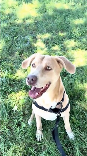 Bentley highlights (ID: 21088) #labrador