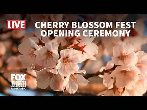 LIVE: Cherry Blossom Festival opening ceremony | FOX 5 DC