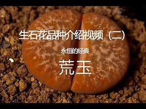 生石花品种介绍Lithops Species Introduction（2）荒玉 gracilidelineata