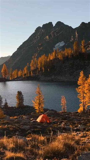A scenic morning among vibrant larch trees