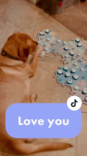 Talking Dogs of TikTok