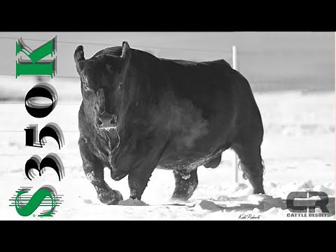 💲💲 $350,000 Black Angus Bull SOLD AT AUCTION, HINMAN ANGUS, HA COWBOY UP 5405