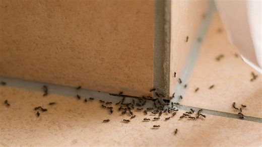 What The Universe Is Trying to Tell You When Ants Invade Your Home
