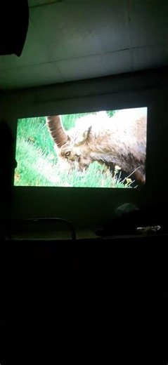 Smart berry projector testing #foryou #horseracing #trending