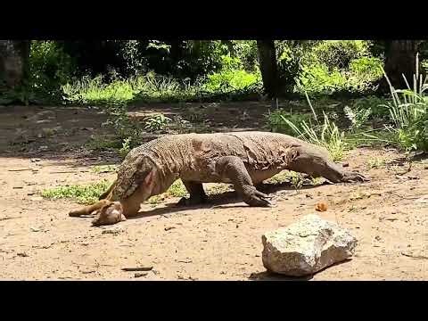 Giant Komodo Dragon Hunts and Eats a Goat - Raw Nature.
