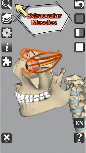 Anatomy | Eye muscles | Extraocular muscles #medical #3d #anatomy #head #muscles #shorts