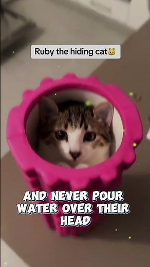 The Safest Way to Bathe a Cat Without Getting Scratched!