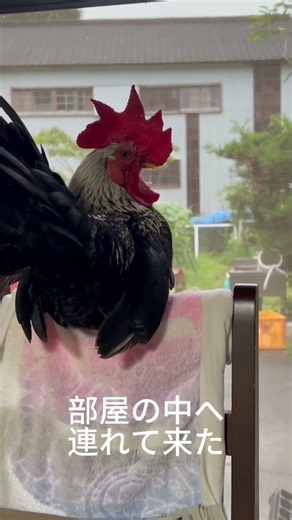 老鶏だから大切にします。 #ニワトリ #田舎暮らし