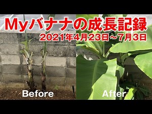裏庭に植えたバナナの成長スピードがえげつない。【苗を植えて70日目】