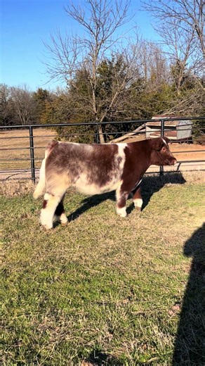 First Look at Our Barn's Show Cattle Experience