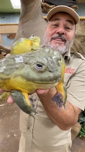 Male Pixie Frog Caring for Babies - Unbelievable Parenting Behavior