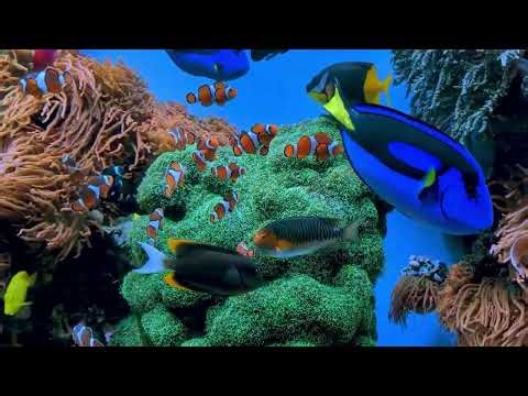4K Aquarium Video for TV 🐠 Relaxing Fish Tank Screensaver (Seamless Loop) - Sleep & Study