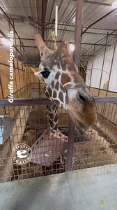 1.1K views · 51 reactions | Did sauropods have long tongues? I know...